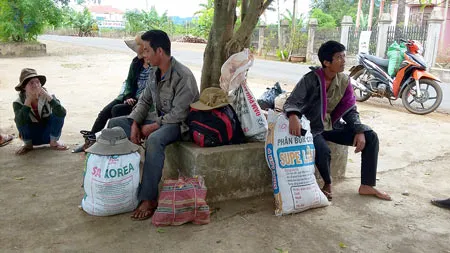 Tây Nguyên “khát” lao động hái cà phê