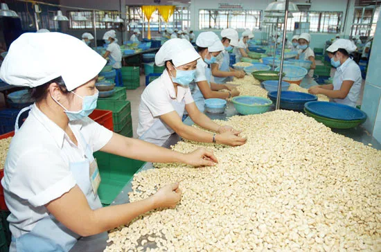 “Điểm hẹn vàng” của cộng đồng hạt điều toàn cầu