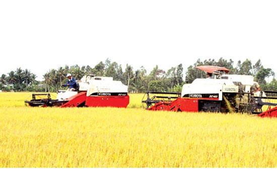 A large scale paddy field in Hau Giang province (Photo: SGGP) A large scale paddy field in Hau Giang province (Photo: SGGP)