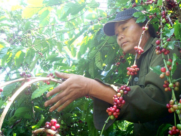 A farmer picks coffee beans in Xuan Loc District, Dong Nai Province (Photo: SGGP) A farmer picks coffee beans in Xuan Loc District, Dong Nai Province (Photo: SGGP)
