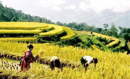 This is a remarkable achievement, and now the national poverty rate has plummeted to merely 4.8 per cent from as high as 60 per cent in the 90s, said Tan. (Photo: VNA/VNS) This is a remarkable achievement, and now the national poverty rate has plummeted to merely 4.8 per cent from as high as 60 per cent in the 90s, said Tan. (Photo: VNA/VNS)