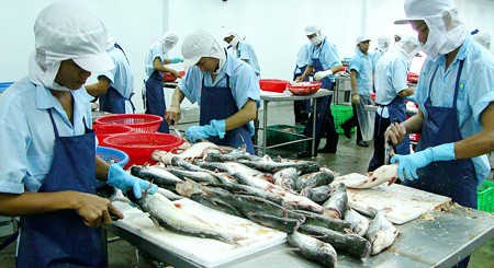 A tra fish processing plant in the Mekong Delta (Photo: SGGP) A tra fish processing plant in the Mekong Delta (Photo: SGGP)