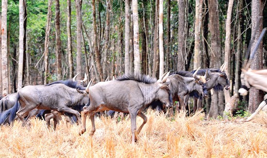 Vinpearl Safari Phu Quoc Zoo Park (Photo: SGGP) Vinpearl Safari Phu Quoc Zoo Park (Photo: SGGP)