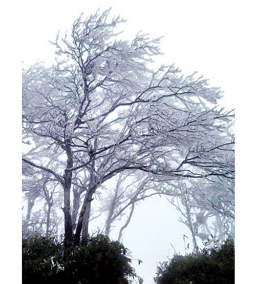 Trees coated in snow in the northern province of Cao Bang on December 16 (Photo: SGGP) Trees coated in snow in the northern province of Cao Bang on December 16 (Photo: SGGP)