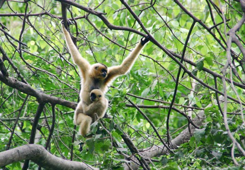 The yellow-cheeked gibbon (Nomascus gabriellae) The yellow-cheeked gibbon (Nomascus gabriellae)