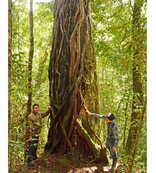The two-leaf pine trees aged 100–1,000 years is located at Hon Giao mountain. The two-leaf pine trees aged 100–1,000 years is located at Hon Giao mountain.