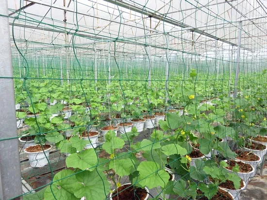 Trang trại rau sạch