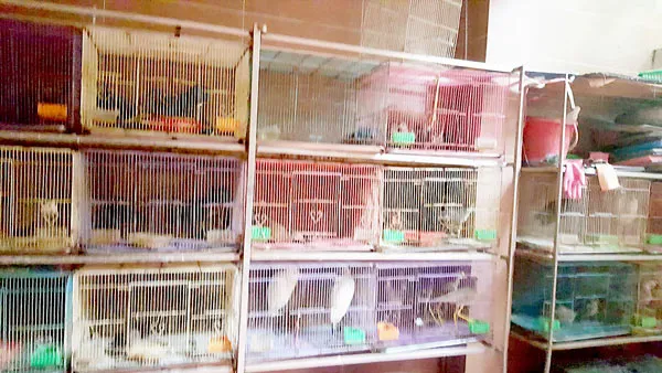 Động vật hoang dã, còn đâu... ảnh 2 Động vật hoang dã, còn đâu... ảnh 2