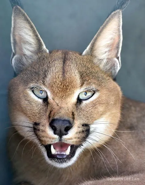 Ngựa vằn, lạc đà, linh dương… đi máy bay riêng ra Vinpearl Safari Phú Quốc ảnh 8