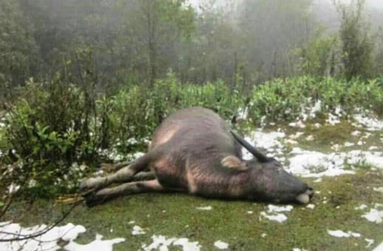 Buffaloes have recently died due to the extremely cold weather. Buffaloes have recently died due to the extremely cold weather.