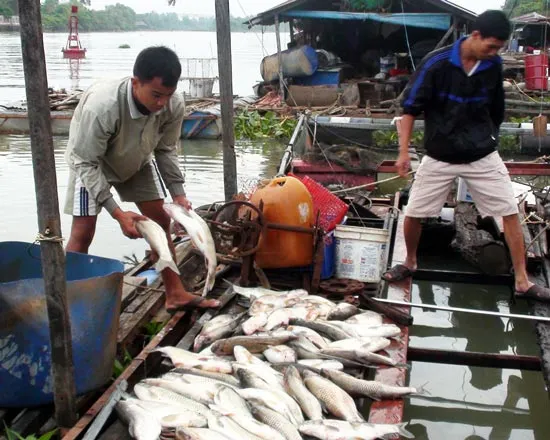 Dân bức xúc vì cá bất ngờ chết hàng loạt