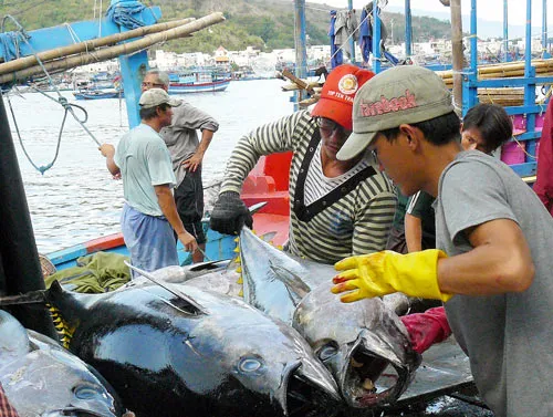 Khánh Hòa: Ngư dân trúng đậm cá ngừ đại dương
