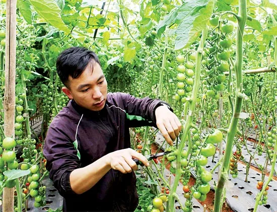 Rau tết vào mùa