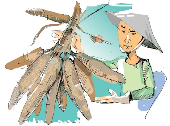 “Sống mà ăn sắn”