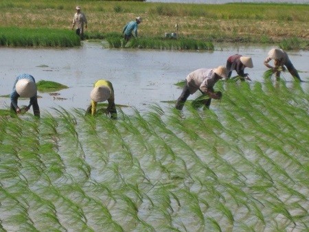Việt Nam, the world's third-largest rice exporter after Thailand, is expected to suffer slight fall in paddy yield and rice production this year due to impacts of El Nino. — VNA/VNS Việt Nam, the world's third-largest rice exporter after Thailand, is expected to suffer slight fall in paddy yield and rice production this year due to impacts of El Nino. — VNA/VNS