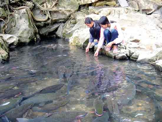 Cam Luong fish stream, the attractive destination for visitors to Thanh Hoa province (Photo: SGGP) Cam Luong fish stream, the attractive destination for visitors to Thanh Hoa province (Photo: SGGP)