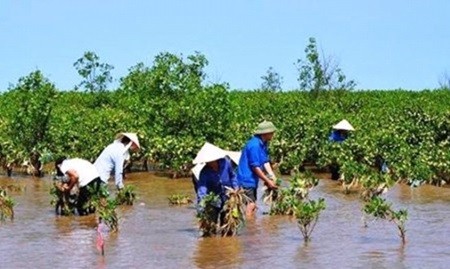 Residents plant mangrove for climate change prevention in the Cuu Long (Mekong) Delta's Bac Lieu Province. — Photo baclieu.gov.vn Residents plant mangrove for climate change prevention in the Cuu Long (Mekong) Delta's Bac Lieu Province. — Photo baclieu.gov.vn