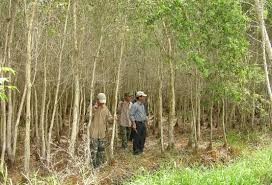 Locals have been warned of forest fire Locals have been warned of forest fire