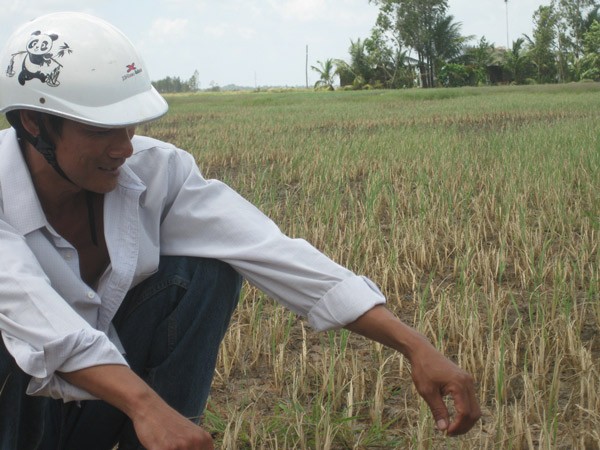 Salt intrusion damages many rice fields in Soc Trang province (Photo: SGGP) Salt intrusion damages many rice fields in Soc Trang province (Photo: SGGP)