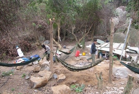 A vast area in the protected Nature Reserve in Son Tra peninsula has been destroyed by illegal loggers for a long time. The illegal action was discovered and stopped by local administration, police and rangers of the Son Tra-Ngu Hanh Son Forest Protection Department on Thursday. A vast area in the protected Nature Reserve in Son Tra peninsula has been destroyed by illegal loggers for a long time. The illegal action was discovered and stopped by local administration, police and rangers of the Son Tra-Ngu Hanh Son Forest Protection Department on Thursday.