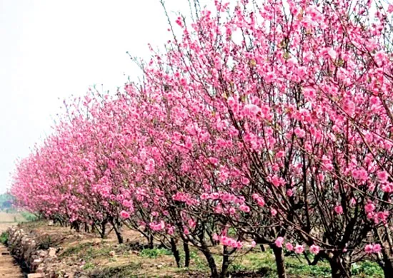 Đào rừng
