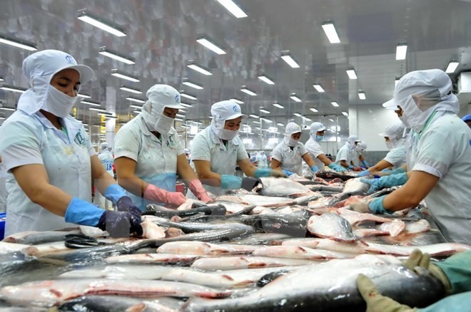 Processing tra fish for export (Photo: VNA) Processing tra fish for export (Photo: VNA)