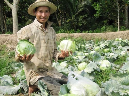 Farmers in Vinh Long Province enjoy high prices of cabbages. (Photo: SGGP)
