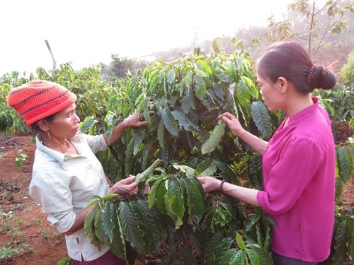 Vi Thi Thanh (right), 41, head of Đak RMang Commune’s Binh Phu Group, shows group member Lan Thi Loan how to recognise and treat a disease that affects coffee trees.e district’s farmers have created so many initiatives to help each other and to develop the district’s economy.” – VNS Photo Gia Loc