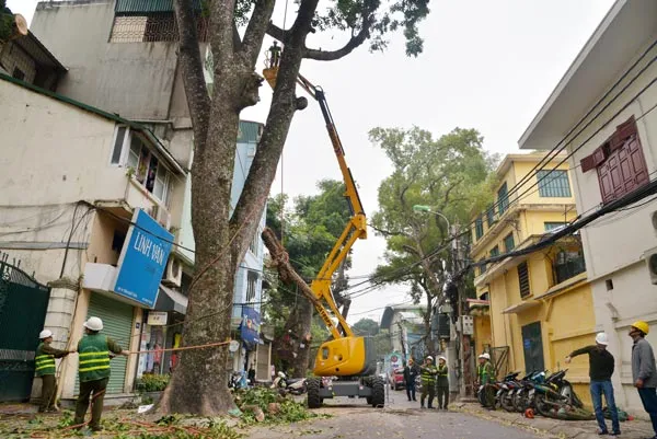 Hà Nội triển khai cắt tỉa cây xanh bằng xe chuyên dụng
