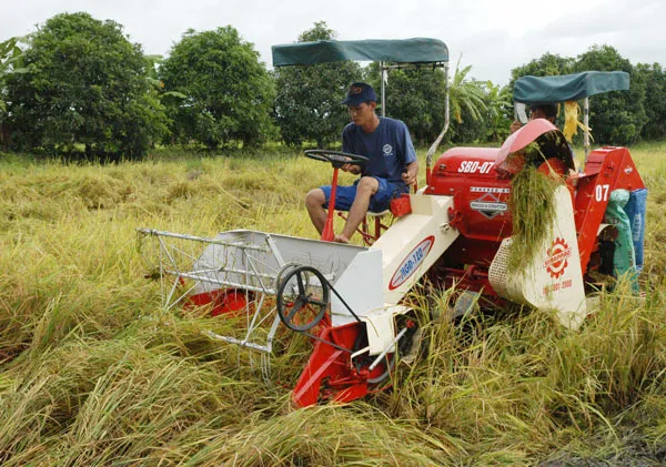 Sản lượng lúa ĐBSCL giảm khoảng 700.000 tấn