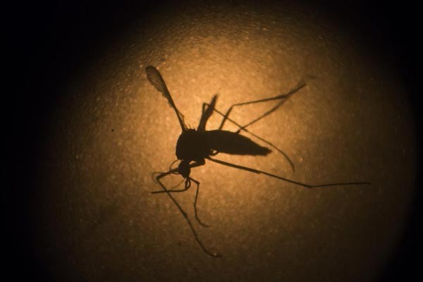 Mosquito causes Zika virus disease(Photo:SGGP) Mosquito causes Zika virus disease(Photo:SGGP)