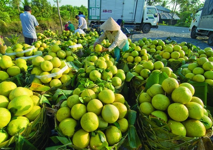 Viet Nam expected to make $2 billion in vegetable and fruit exports this year because the nation can enter further three more tough markets, including Japan, the European Union and the US. — VNS Photo Viet Nam expected to make $2 billion in vegetable and fruit exports this year because the nation can enter further three more tough markets, including Japan, the European Union and the US. — VNS Photo