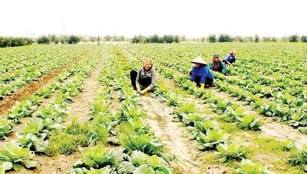 Green vegetable fields cover sandy soil areas in Ha Tinh province (Photo: SGGP) Green vegetable fields cover sandy soil areas in Ha Tinh province (Photo: SGGP)