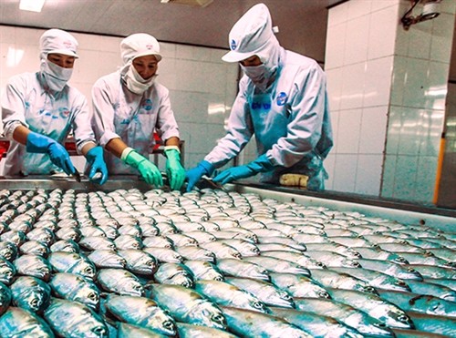 Fish products are processed at Ngo Quyen Processing Export Company in Chau Thanh district, Kien Giang province. (Photo: VNA) Fish products are processed at Ngo Quyen Processing Export Company in Chau Thanh district, Kien Giang province. (Photo: VNA)
