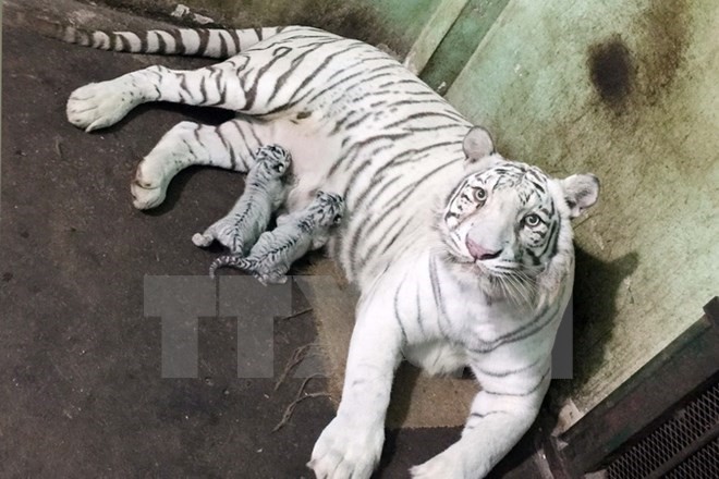 Bengal white tigers are successfully bred at Sai Gon Park in 2015 (Photo: VNA) Bengal white tigers are successfully bred at Sai Gon Park in 2015 (Photo: VNA)