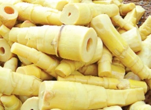 Samples of bamboo shoot have cancer-causing agent through testing (Photo: SGGP) Samples of bamboo shoot have cancer-causing agent through testing (Photo: SGGP)