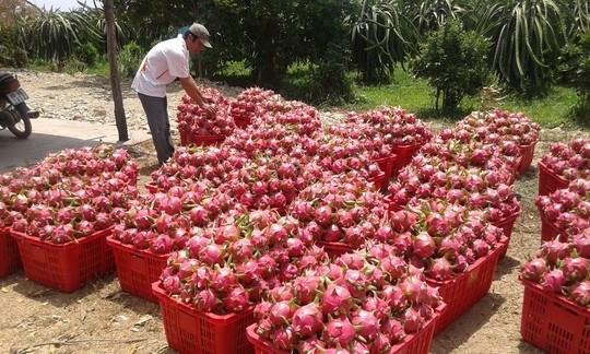 According to a press release published by the Australian Embassy in Việt Nam on Wednesday, fresh dragon fruit is one of the agricultural products given top priority for gaining access to the Australian market. (Photo: nld.com.vn) According to a press release published by the Australian Embassy in Việt Nam on Wednesday, fresh dragon fruit is one of the agricultural products given top priority for gaining access to the Australian market. (Photo: nld.com.vn)