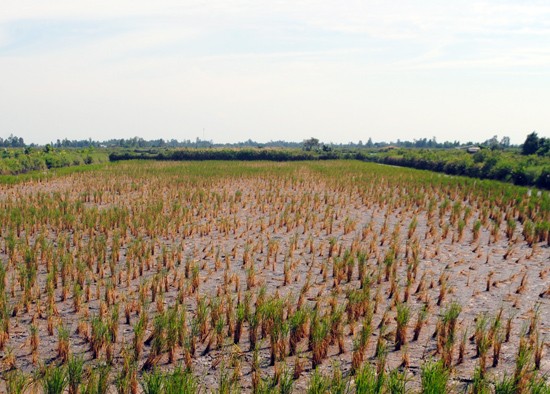 Many paddy fields in ca Mau die due to drought and salinity (Photo: SGGP) Many paddy fields in ca Mau die due to drought and salinity (Photo: SGGP)