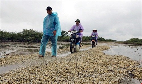 High scallop density is one of the reasons behind the recent mass deaths of the creature in Hải Hà District, northern Quảng Ninh Province High scallop density is one of the reasons behind the recent mass deaths of the creature in Hải Hà District, northern Quảng Ninh Province