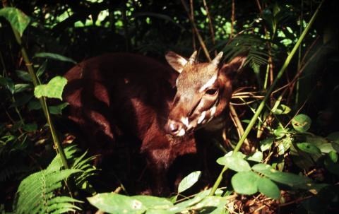 The Saola (Photo: David Hulse/WWF) The Saola (Photo: David Hulse/WWF)