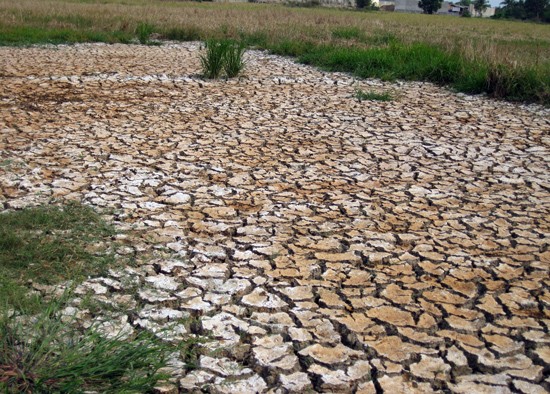 Drought and salinity continue hitting the southern region. (Photo:SGGP) Drought and salinity continue hitting the southern region. (Photo:SGGP)