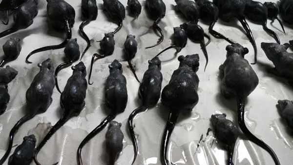 Triển lãm "Bảng chữ cái Sài Gòn" về hiện tượng đô thị ảnh 2