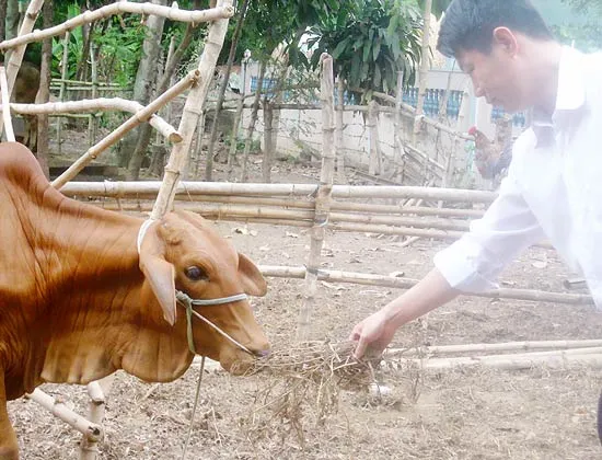 Nuôi bò bằng phế phẩm đậu phộng