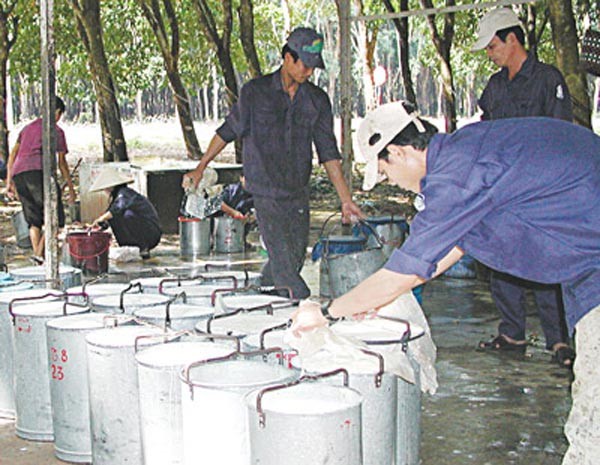 Farmers are harvesting raw latex (Photo: SGGP) Farmers are harvesting raw latex (Photo: SGGP)
