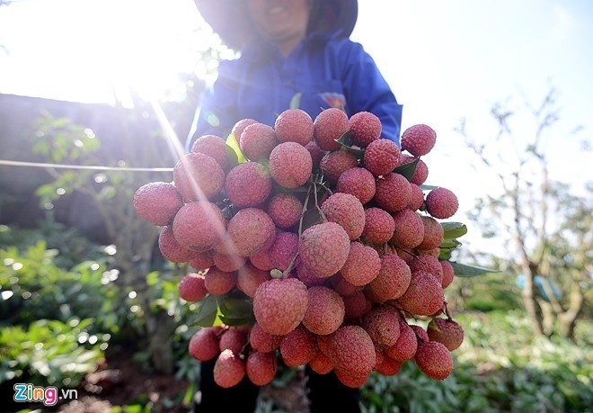 Australia’s Department of Agriculture and Water Resources has certified that the Hanoi Irradiation Centre will irradiate Vietnamese lychees exported to Australia Australia’s Department of Agriculture and Water Resources has certified that the Hanoi Irradiation Centre will irradiate Vietnamese lychees exported to Australia