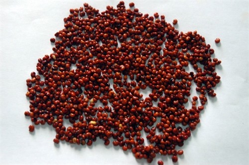 Economic potential: Fruits of the Ngũ Vị Tử tree (Schisandraceae) are efficient in curing ashthma and coughs. They can be found mostly in Kon Tum province (Photo: VNA/VNS) Economic potential: Fruits of the Ngũ Vị Tử tree (Schisandraceae) are efficient in curing ashthma and coughs. They can be found mostly in Kon Tum province (Photo: VNA/VNS)