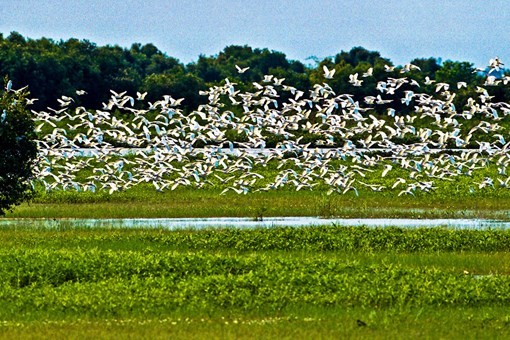 Dong Thap province will spend four billion VND to protect biodiversity in the Tram Chim National Park. (Source: visa2vietnam.blogspot.com) Dong Thap province will spend four billion VND to protect biodiversity in the Tram Chim National Park. (Source: visa2vietnam.blogspot.com)