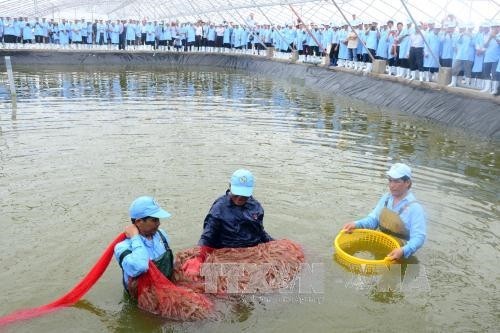 Farmers harvest shrimp bred under a super-intensive shrimp farming model in greenhouses in Bạc Liêu Province. — VNA/VNS Photo Nguyễn Thanh Liêm