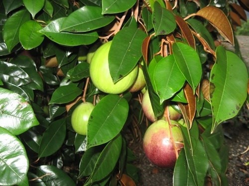 If approved, star apples will be the fifth Vietnamese fruit to be exported to the United States, the others being dragon fruit, rambutan, litchi and longan. (Photo: printerest.com) If approved, star apples will be the fifth Vietnamese fruit to be exported to the United States, the others being dragon fruit, rambutan, litchi and longan. (Photo: printerest.com)