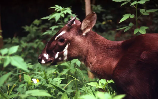 WWF-Việt Nam ra mắt dự án “Cứu sao la – Đứa em cùng đất mẹ”